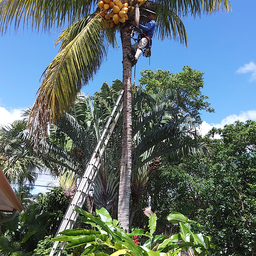 Palm Trimming