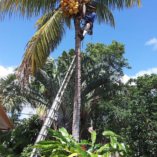 Palm Trimming