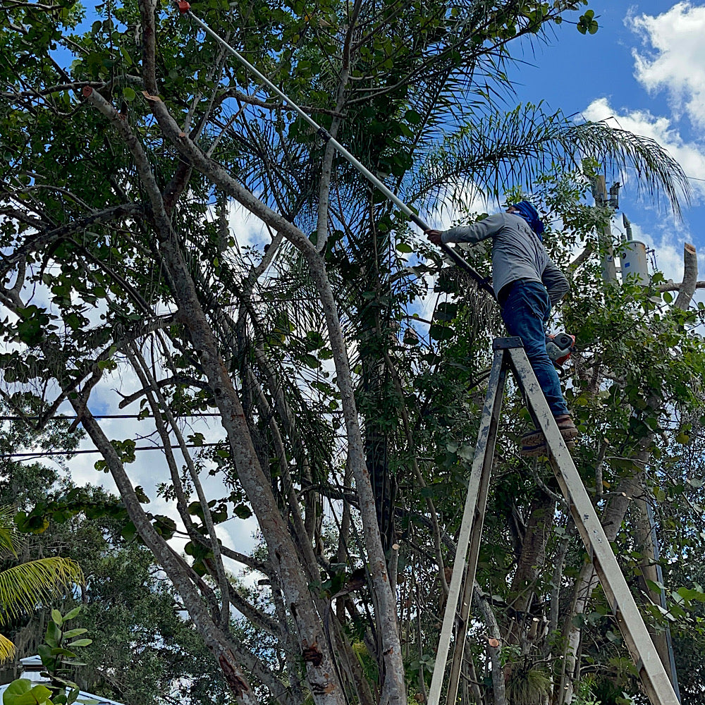 Tree Trimming