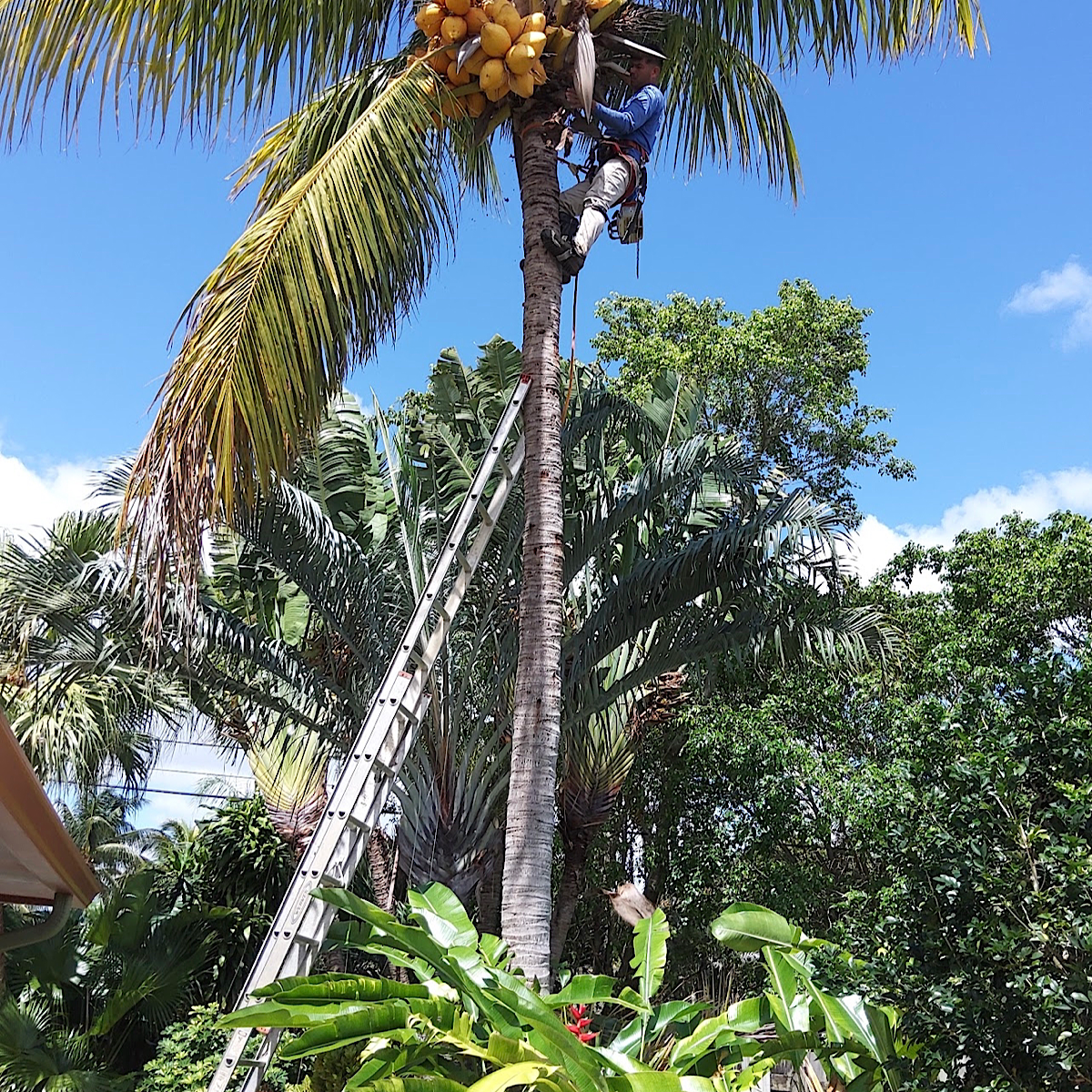 Quality Tree and Palm Removal
